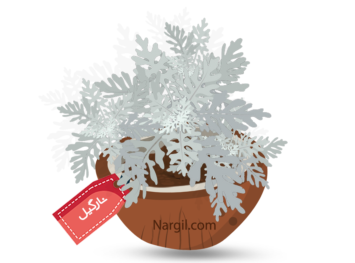  Nargil - silver dust